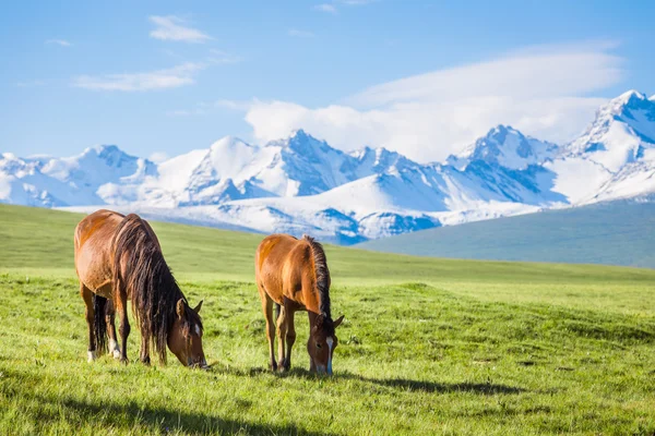 Cavalos sob a montanha de neve, pasto no planalto . — Fotografia de Stock