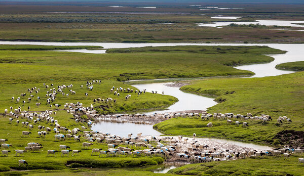Стадо овец на лугу
.