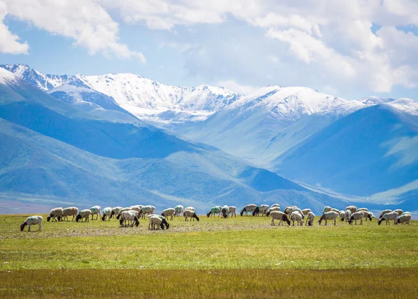 The flock under the snow mountain, the pasture on the plateau. — Stock Photo, Image