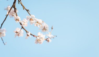 Şeftali dalları pembe, sıcak bir arka plan olarak kullanılabilir.