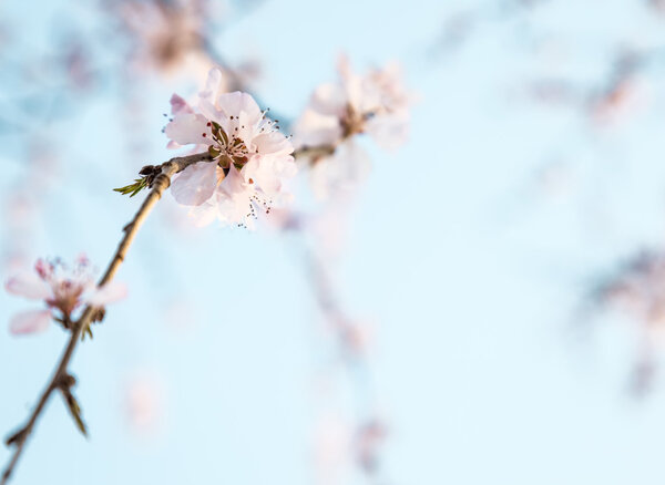 Ветви розового персика можно использовать в качестве теплого фона
.