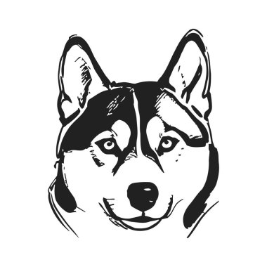 Sibirya köpeğinin sivri kulakları ve anlamlı yüz hatları olan başının detaylı siyah beyaz çizimi. Sibirya Husky portresi belirgin işaretler ve yüz yapısı vurguluyor, melezin dost canlısı özünü yakalıyor.