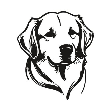 Gülümseyen Golden Retriever köpeğinin basit ama zarif siyah-beyaz çizimi. Dostça ve mutlu bir ifade. Pürüzsüz hatlar ve kalın gölgeler görsel olarak çekici bir portre oluşturur. Dost canlısı köpek çizimi çeşitli tasarım uygulamaları için mükemmeldir.