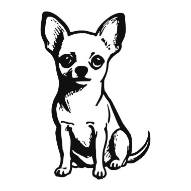 Büyük kulaklı ve dost canlısı ifadeli bir chihuahua köpeğinin basit siyah beyaz çizimi. Köpeğin vücudu hafifçe yana bakıyor, küçük boyutunu ve sevimli özelliklerini sergiliyor. İllüstrasyon bunun büyüleyici bir temsili.
