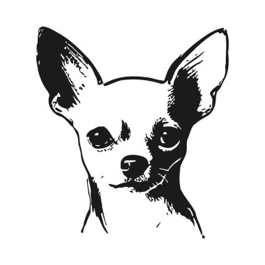 Büyük kulakları ve anlamlı gözleri ile Chihuahua 'nın yüzünün detaylı siyah beyaz çizimi. Keskin çizgiler ve gölgeleme, köpeğin ayırt edici özelliklerini ve çekiciliğini vurgulayan, küçük b 'nin özünü yakalayan görsel olarak çekici bir portre oluşturur.