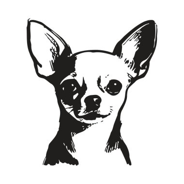 Küçük chihuahua köpekleri detaylı özellikleri ve anlamlı yüz ifadesi olan grafikler çizerler. Chihuahua 'nın büyük gözleri ve kulakları belirgin bir şekilde siyah ve beyaz olarak sergilenir. Dikkatlice hazırlanmış illüstrasyonlar köpeğin kesimini gösteriyor.