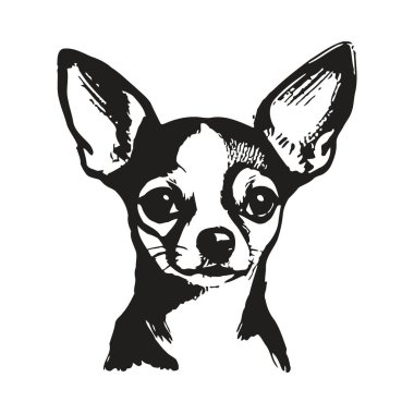 Büyük anlamlı gözleri ve perçinli kulakları olan bir chihuahua köpeğinin yüzünün detaylı siyah ve beyaz çizimi, sevimli yüz hatlarını ve şirin ifadesini gözler önüne seriyor, ve onu cinsin büyüleyici bir temsilcisi yapıyor..