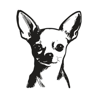 Büyük kulakları ve etkileyici gözleri olan güzel resimli bir chihuahua köpek yüzü, sevimli bir hayvan portresi sergiliyor. Basit siyah-beyaz grafik tasarımı, sadık köpek arkadaşının cazibesini ve karakterini yakalayarak, türün eşsiz özelliklerini vurgular. El
