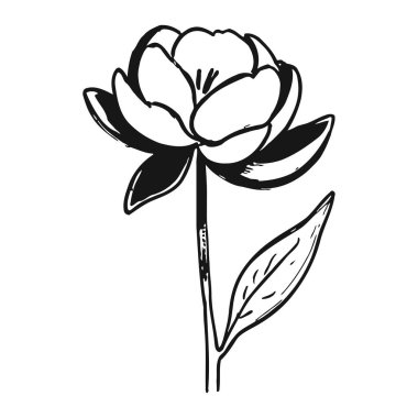 Basit ama zarif bir tasarımın sergilendiği güzel siyah beyaz bir illüstrasyon. Yapraklar ve yapraklar karmaşık bir şekilde detaylandırılmış, huzurlu ve huzurlu bir atmosfer yaratıyor. Kök narin ve narindir, ressamın cazibesine katkı sağlar.