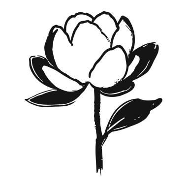 Siyah yaprakları ve beyaz arka planda yaprakları olan basit ama zarif manolya çiçeği çizimi. Güzel çiçek tasarımı narin, büyüleyici çiçekler sergiliyor. Minimalist sanatsal stil huzurlu ve huzurlu bir görsel deneyim yaratır. Zarif graşi.