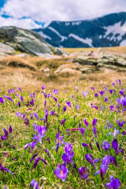 Bulgaristan'daki Rila göller tarafından Rila Dağları'nda Bahar Crocus çiçek açan çiçekler