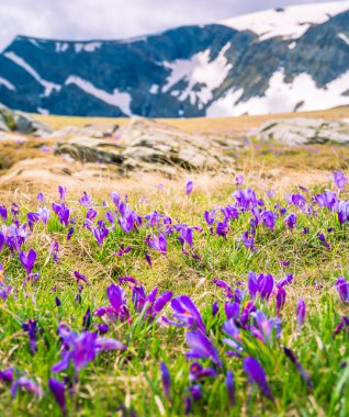 Bulgaristan'daki Rila göller tarafından Rila Dağları'nda Bahar Crocus çiçek açan çiçekler