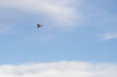 Mavi gökyüzünde uçan vahşi bir kerkenez. Bu hayvan bir yırtıcı kuş, vahşi hayatta bir avcı.