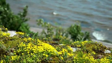 Fort Rif eski Kronstadt deniz kale