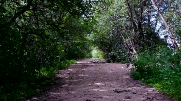 Route abandonnée menant au fort RIF de Kronstadt. Île de Kotlin . — Video