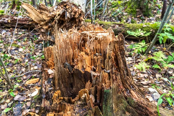 Russia Leningrad Region Gnawed Old Rotten Stump Next Fallen Tree — Stock Photo, Image