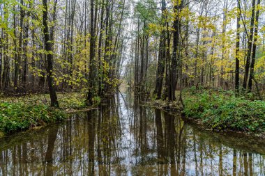 Petrodvorets İngiliz Parkı 'ndaki Shingarka nehir kanalı.
