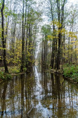 Petrodvorets İngiliz Parkı 'ndaki Shingarka nehir kanalı.