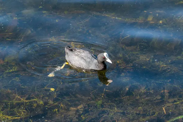 Voet-een zwarte eend met een witte snavel en voorhoofd zwemt in Olgas vijver. — Stockfoto