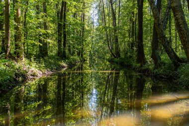 Petrodvorets 'in pitoresk İngiliz parkındaki Shingarka Nehri' nin yatağı..