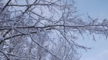 Karla kaplı güzel bir ormanda rüzgarsız bir hava..