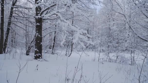 Winderig weer in een pittoresk winters besneeuwd bos. — Stockvideo