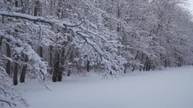 Karla kaplı bir ormanla çevrili donmuş bir gölet..