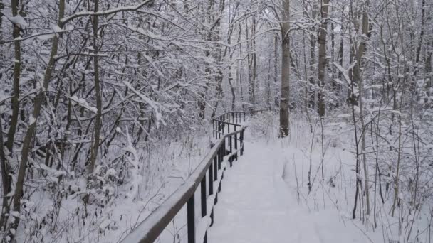Umělá stezka vedoucí hluboko do sněhem pokrytého lesa. — Stock video