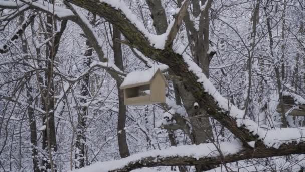 En fågelmatare i en snötäckt vinterskog. — Stockvideo