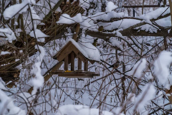 Una mangiatoia per uccelli in una foresta innevata invernale. — Foto Stock