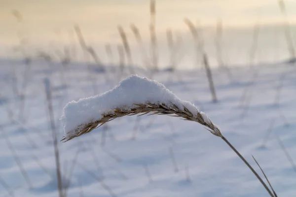 Russia. A grass spike on the southern bank of Kronstadt, covered with snow after a snowfall as a cap.