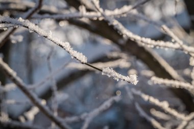 - Rusya. Kronstadt Parkı 'ndaki kar yağışından sonra ağaç dallarındaki kar taneleri.