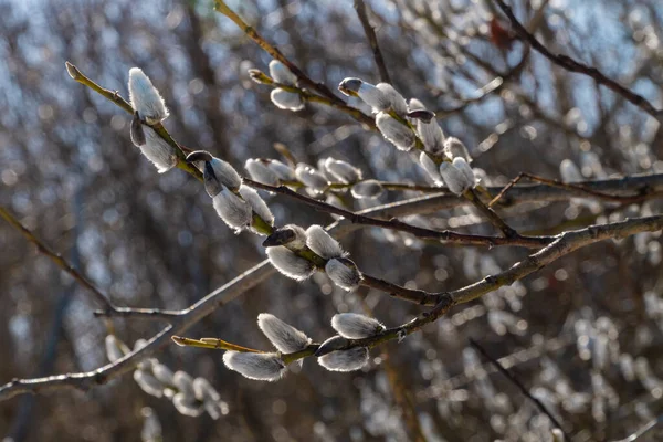 Russia. April 11, 2021. In early spring, the first buds bloom on the willow. — Stock Photo, Image