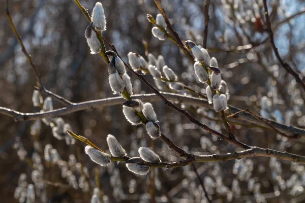 Russia. April 11, 2021. In early spring, the first buds bloom on the willow. — Stock Photo, Image