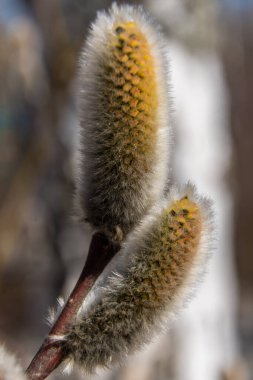 - Rusya. 18 Nisan 2021. Şövalyelerin heykeli Sergievka Parkı 'nda.