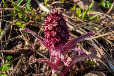 - Rusya. 18 Nisan 2021. Beyaz kuyruklu sincabın bahar çekimleri şehir parklarında ve meydanlarında.