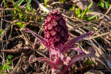 - Rusya. 18 Nisan 2021. Beyaz kuyruklu sincabın bahar çekimleri şehir parklarında ve meydanlarında.