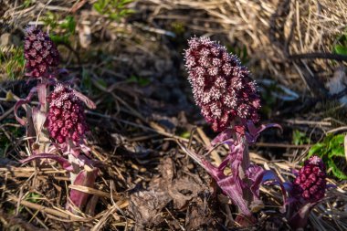 - Rusya. 18 Nisan 2021. Beyaz kuyruklu sincabın bahar çekimleri şehir parklarında ve meydanlarında.