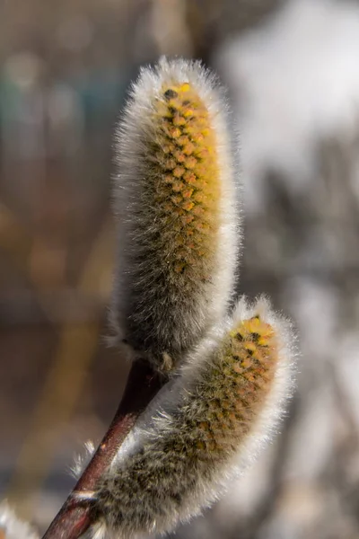 Russia April 2021 Swollen Buds First Shoots Willows City Parks — Stock Photo, Image