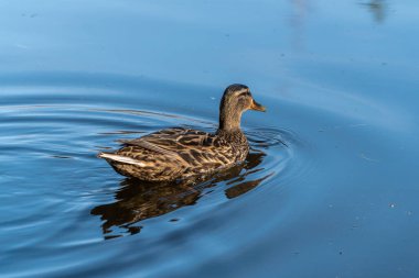 - Rusya. 18 Nisan 2021. Nisan ayında Sergievka peyzaj tarihi parkının göletindeki ördekler. St. Petersburg 'un Lomonosovsky ilçesi.