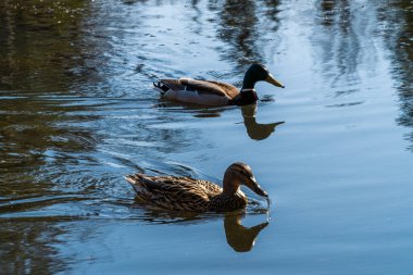 - Rusya. 18 Nisan 2021. Nisan ayında Sergievka peyzaj tarihi parkının göletindeki ördekler. St. Petersburg 'un Lomonosovsky ilçesi.