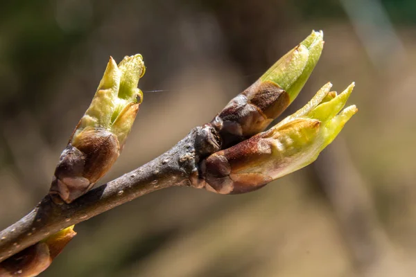 Russie Avril 2021 Les Premières Feuilles Peuplier Sortent Des Bourgeons — Photo