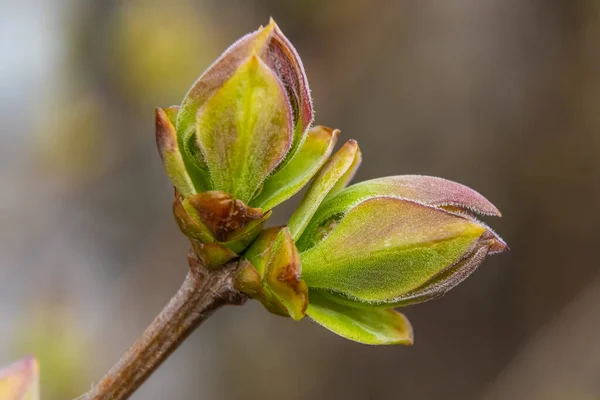 Rusarusia Abril 2021 Las Primeras Hojas Primavera Rompen Través Los —  Fotos de Stock