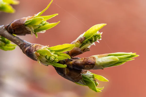 Russie Avril 2021 Les Premières Feuilles Vertes Traversent Les Bourgeons — Photo