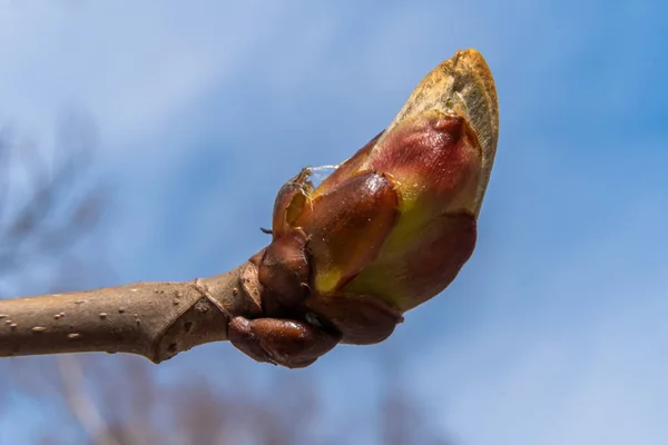 Russia April 2021 Large Swollen Buds Chestnuts Parks Squares Kronstadt — Stock Photo, Image