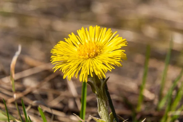 Ryssland April 2021 Ljusgula Blommor Från Mor Och Styvmor Bland — Stockfoto