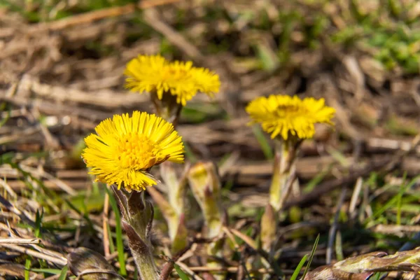 Rússia Abril 2021 Flores Amarelas Brilhantes Mãe Madrasta Estão Entre — Fotografia de Stock