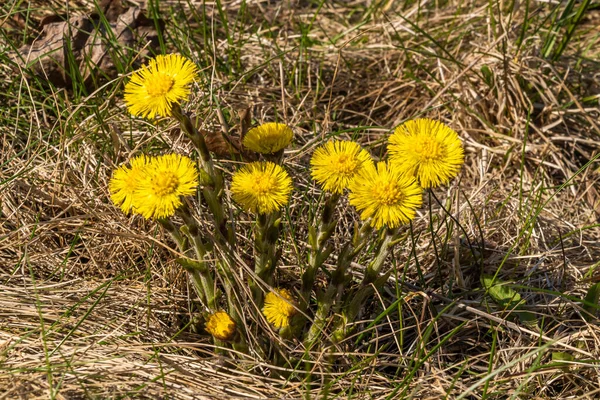 Ryssland April 2021 Ljusgula Blommor Från Mor Och Styvmor Bland — Stockfoto