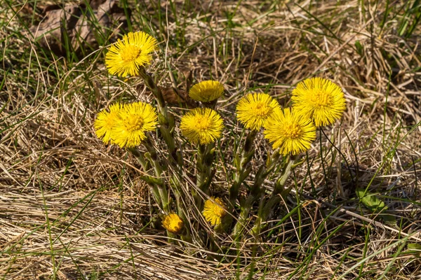 Ryssland April 2021 Ljusgula Blommor Från Mor Och Styvmor Bland — Stockfoto