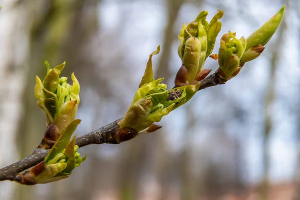 Russie Avril 2021 Les Premières Feuilles Vertes Traversent Les Bourgeons — Photo